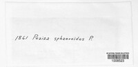 Mollisia sphaeroides image